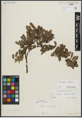 Foto von Salix alpina Scop. x Salix breviserrata Flod.